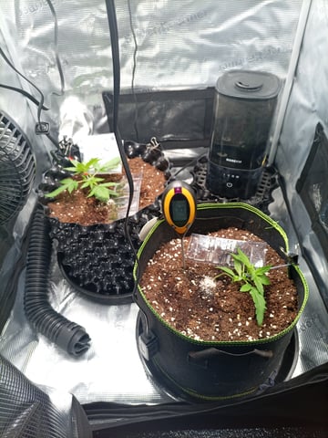 first tent grow — vegetative, day 9