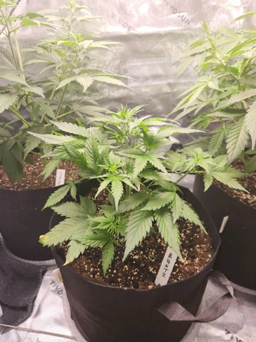 Winter Garden — flower, day 27