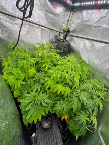 Mimosa x Orange Punch, Runtz Carlton, Gush Mints x Grape Cake Cream — vegetative, day 28