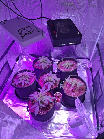 first auto grow — vegetative, day 23