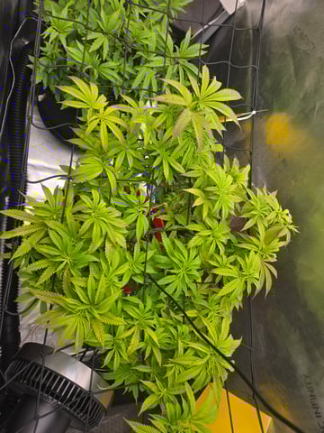 First Grow — vegetative, day 26