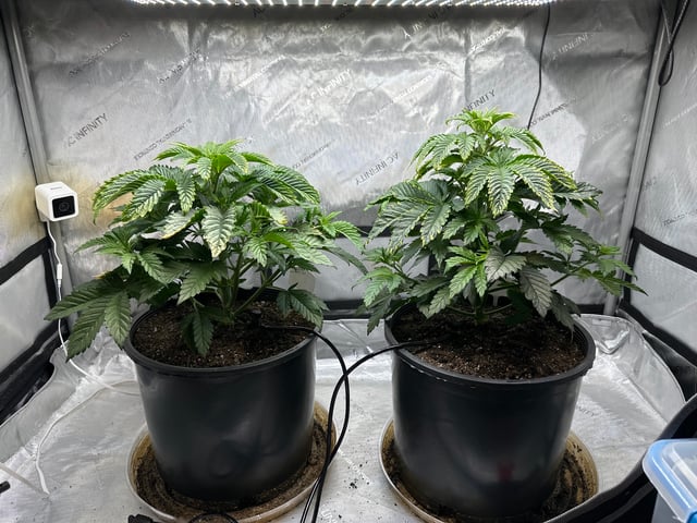 White Russian — vegetative, day 29