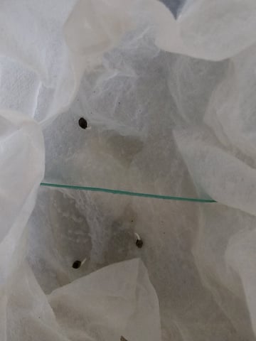 Bruce Banner — germination, day 81
