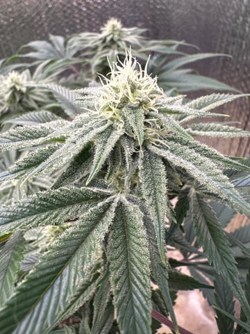 Gelly Mama and Sugar Tree — flower, day 195