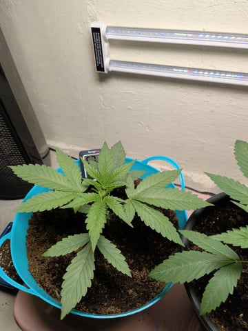 Apple Betty-Strng Seeds