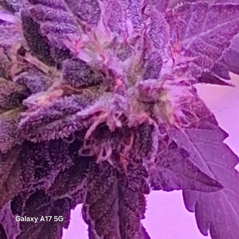 First Lagit Grow — none, day 39