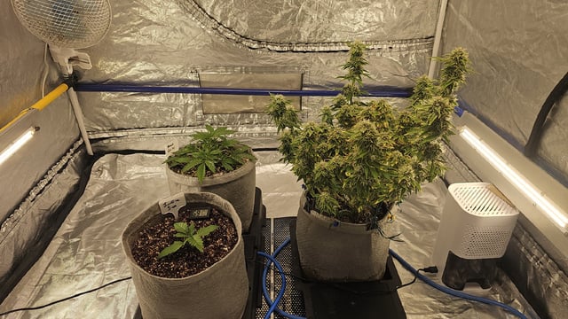 Autos For The Rest Of Winter 🔥🔥😉 — vegetative, day 40