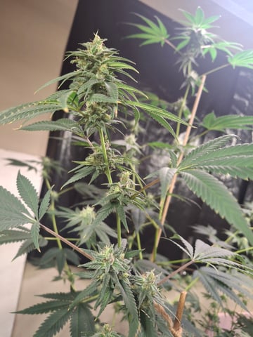 Lets start from the beginning — flower, day 130