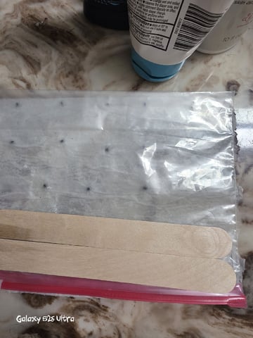 First Garden — germination, day 1