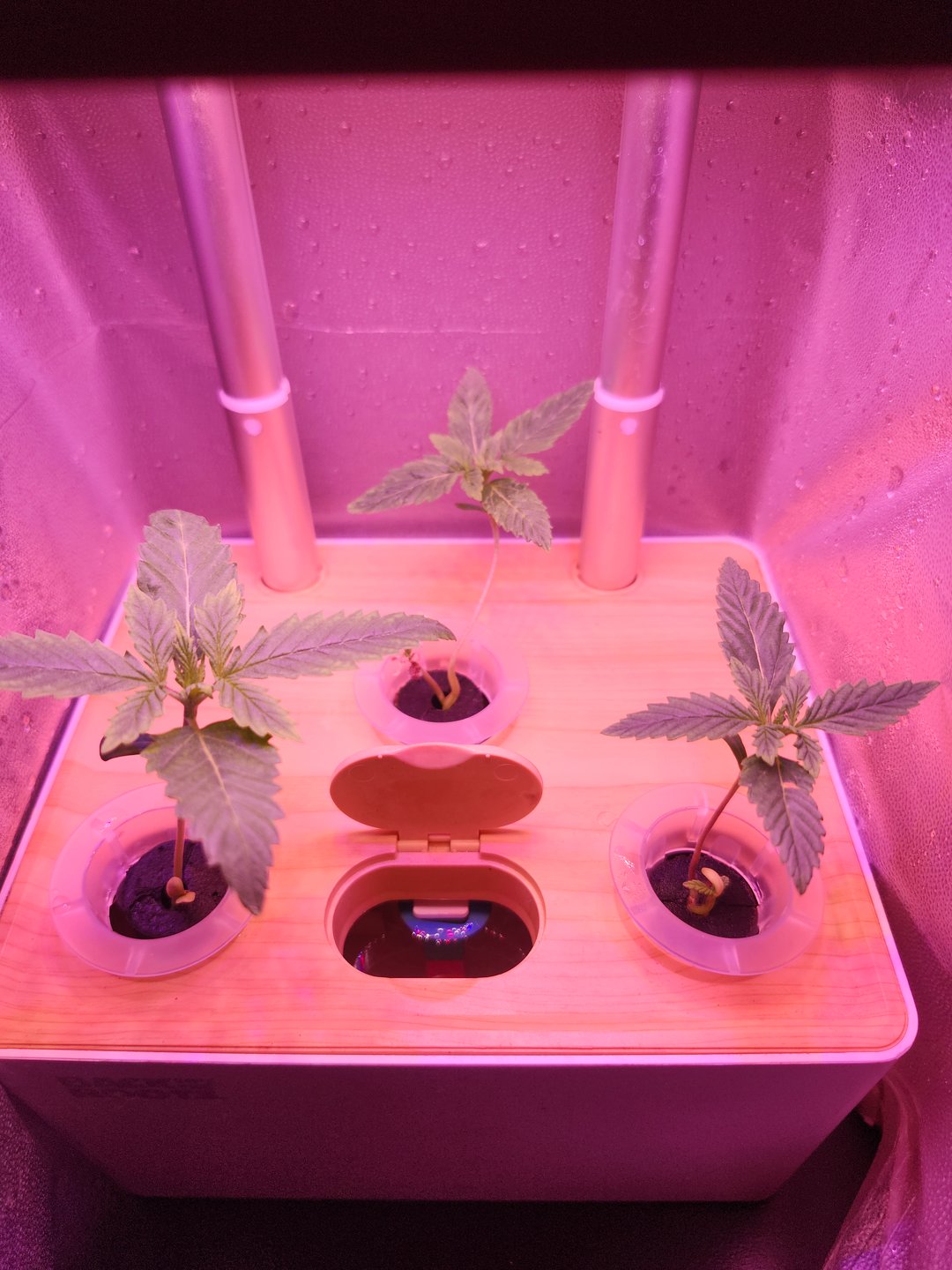 First Organic Hydro Grow.