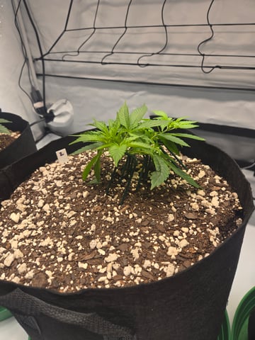 Purple Skunk 3 x 5  — vegetative, day 29