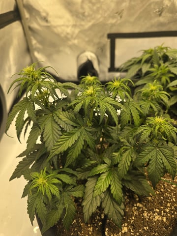 1st Grow 4x4 — vegetative, day 29