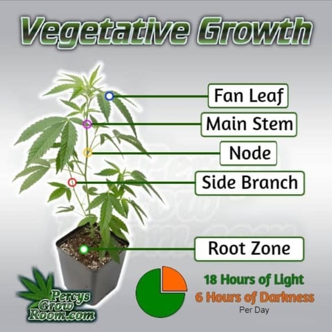 Dos Si Dos. Indica — vegetative, day 22