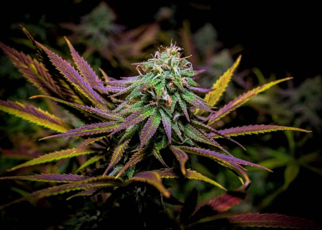 PurpleHazeOG