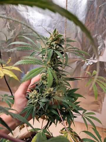 CARLO MARTELLO — flower, day 84