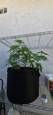 Mystery Weed Plant — vegetative, day 72