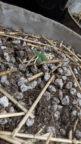 mephistO'z 2.0 — seedling_rooting, day 5