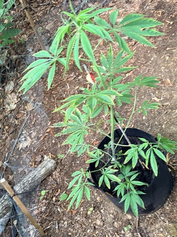 mixing it up — vegetative, day 55