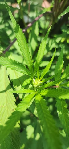 1st grow Dr. Nefario — flower, day 95