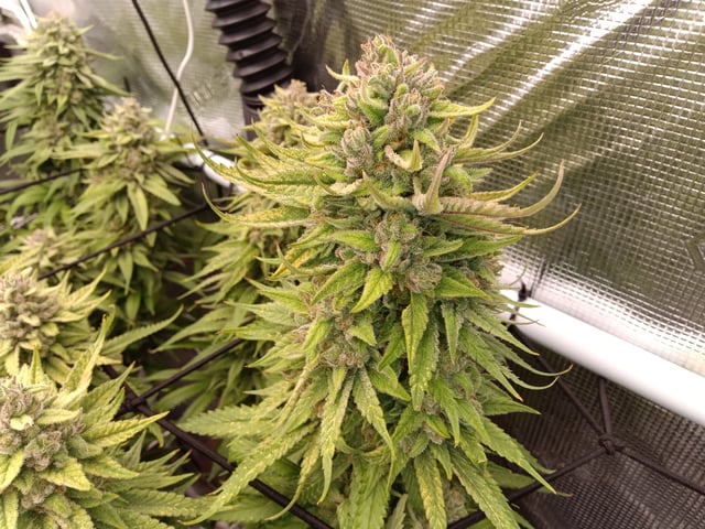 Starfighter/Ohio Guptilla Hybrid — flower, day 41