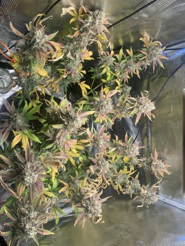 Blackberry Moonrocks (First Grow)
