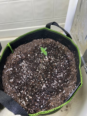 12 assed raven — germination, day 10