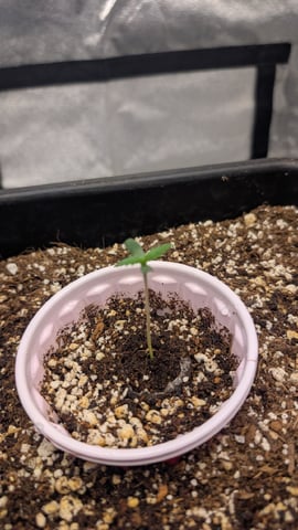 Lemon Cherry Gelato Auto — seedling_rooting, day 6