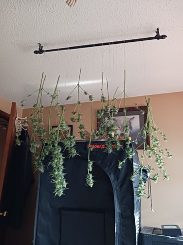 black gorilla feminized  — harvest, day 36