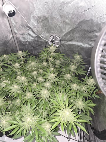 Barney's Farm - Cherry Popper — flower, day 101