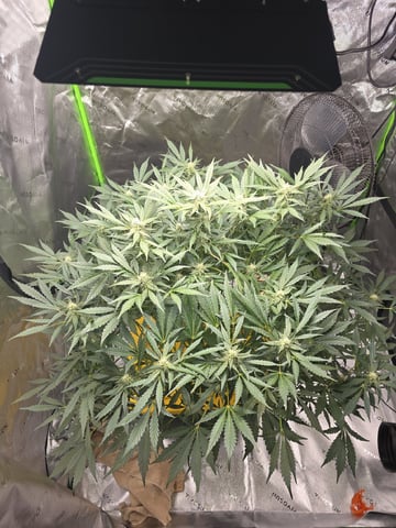 Mendo Frost Autoflower — flower, day 44