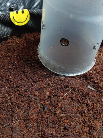 Random  — seedling_rooting, day 7