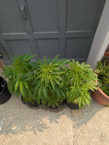 outdoor — vegetative, day 64