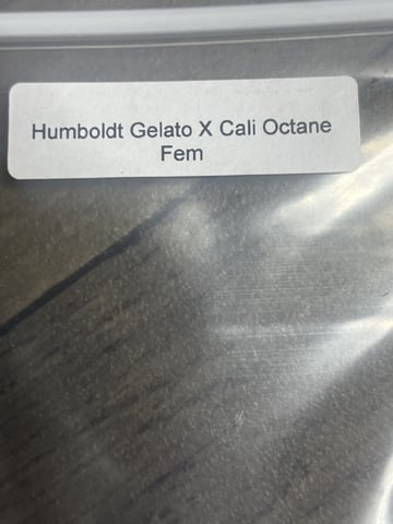 The Bling  — seedling_rooting, day 1