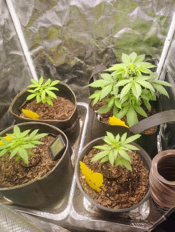 Pcsmoker99  — vegetative, day 28
