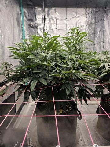 Granny Candy and PLCG — flower, day 93