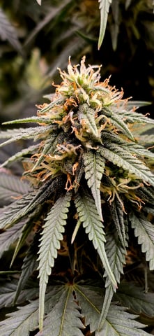 Smooth Nuggies (the future #1 & Pruple widow ) — flower, day 26