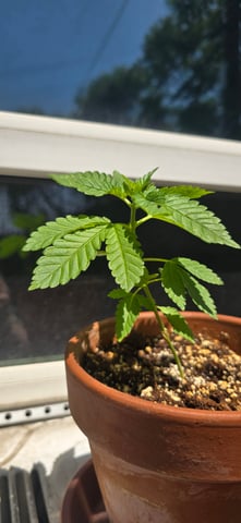 Mystery Weed Plant — vegetative, day 40