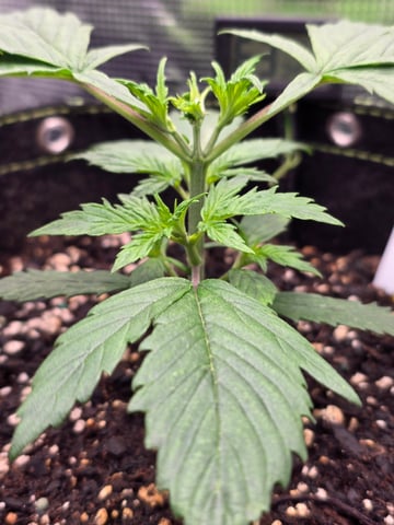 blue dream auto — vegetative, day 21