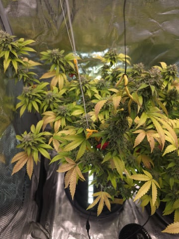 3 in Coco — flower, day 46