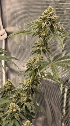  1 Blue Zushi x Venom & 1 Jack Here x Strawberry Cookies OG — flower, day 90