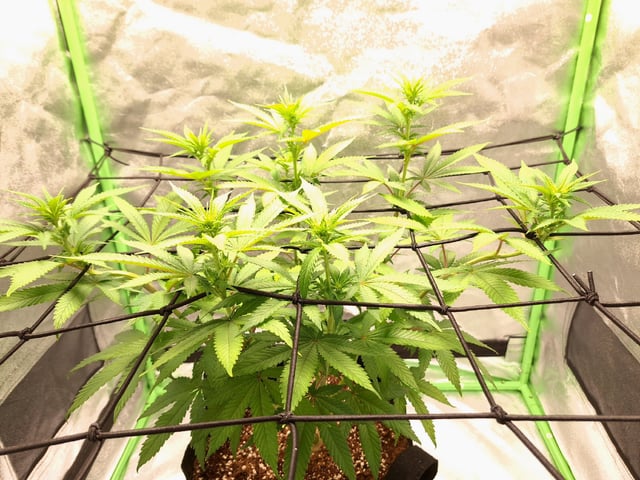 Blue Cheese from Barney's Farm — vegetative, day 15