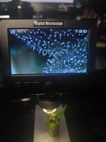 1st Auto Grow (LSD + BrB) - 1st indoor Grow — flower, day 69