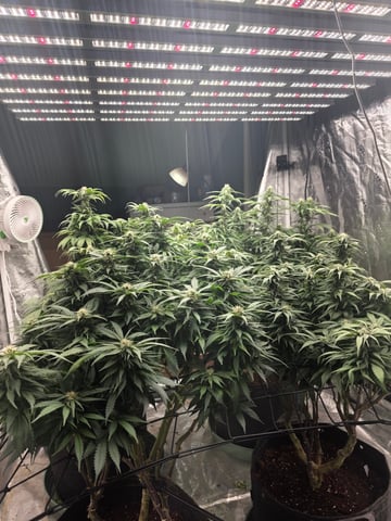 outdoor start/indoor 2025 — flower, day 169