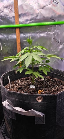 Here We Grow... — flower, day 46
