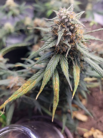 Almost Done — grow_setup, day 2