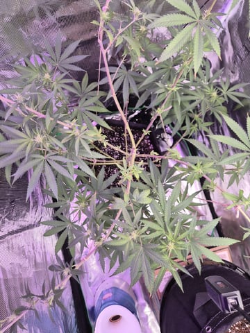 Kalini Asia Auto  — flower, day 31