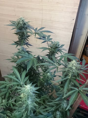 Auto variety  — harvest, day 75