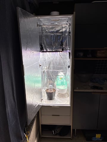White Widow — grow_setup, day 1