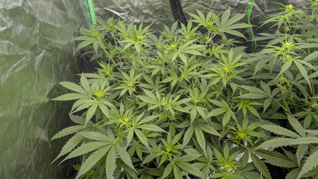 Strawberry Cheesecake Seedsman Seeds Autoflowers x2 — flower, day 46