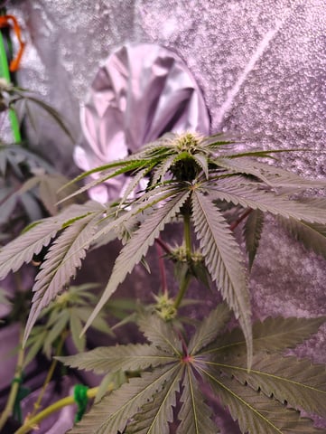 Rosa  — flower, day 17